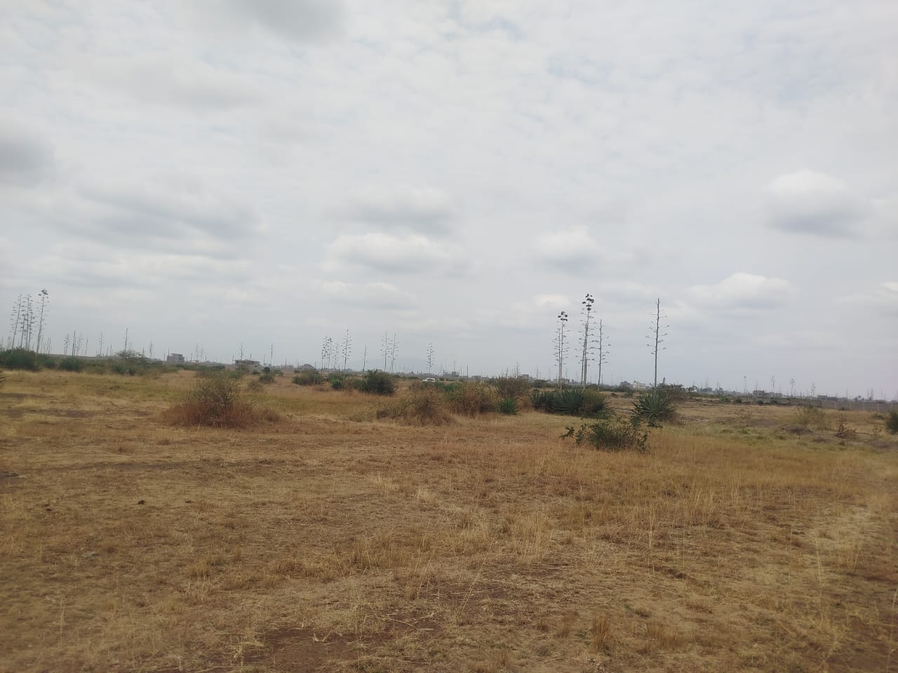 PRIME PLOTS IN JUJA